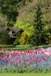 Tulips, Vancouver Gardens