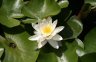 Water Lily, Dr. Sun Yat-Sen Classical Chinese Garden