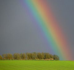 Rainbow over green field and forest