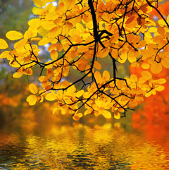 A beautiful autumn scene of a yellow canopy of leaves