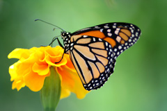 A beautiful close up image of a butterfly on a flower
