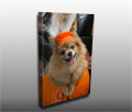 An adorable little dog in a pumpkin costume for Halloween