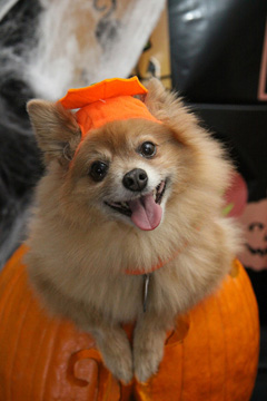 An adorable little dog in a pumpkin costume for Halloween