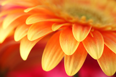 A beautiful close up of a bright orange flower