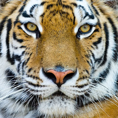 Close up of a tiger, one of Earth's countless creatures