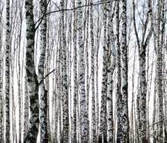   Birch Forest