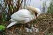 Baby Swans, Stanley Park