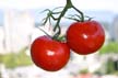 Tomatoes, Canada Stock Photographs