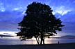 Tree, Canada Stock Photographs