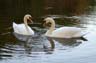 Lost Lagoon, Lost Lagoon Swans