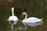 Lost Lagoon, Lost Lagoon Swans