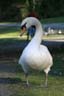 Lost Lagoon Swans, Stanley Park Vancouver