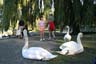 Lost Lagoon Swans, Stanley Park Vancouver