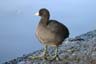 American Coot, Canada Stock Photos