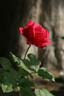 Red Rose, Vancouver Gardens