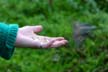 Bird Feeding, Lost Lagoon