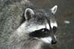 Raccoons, Stanley Park Wildlife