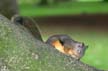 Squirrel, Canada Stock Photos