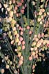 Fall Leaves, Canada Stock Photos