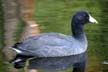 Birds, Canada Stock Photos