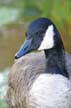 Canadian Goose, Park