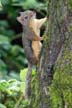 Squirrel, Canada Stock Photos