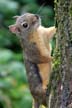 Squirrel, Canada Stock Photos