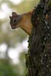 Squirrel, Canada Stock Photos