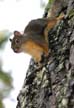 Squirrel, Canada Stock Photos