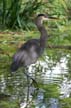 Great Blue Heron, Canada Stock Photos