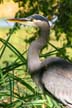 Lost Lagoon, Canada Stock Photographs