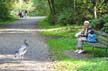 Great Blue Heron, Canada Stock Photos