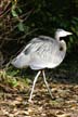 Great Blue Heron, Canada Stock Photos