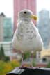 Seagull, Vancouver Wildlife