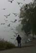 Foggy Days, Canada Stock Photographs