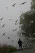 Flying Seagull(s), Canada Stock Photographs