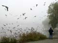 Stanley Park, Canada Stock Photographs