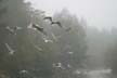 Flying Seagull(s), Lost Lagoon Flying Birds