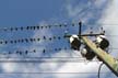 Pigeon(s), Canada Stock Photographs