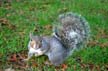 Squirrel, Canada Stock Photos