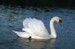 Lost Lagoon Swans, Stanley Park Vancouver