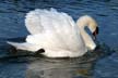 Lost Lagoon Swans, Stanley Park Vancouver