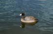 American Coot, Canada Stock Photos