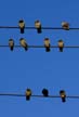 Pigeon(s), Canada Stock Photographs