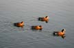 Coal Harbour Wildlife, Canada Stock Photographs