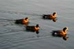 Wildlife Birds, Wildlife Coal Harbour