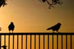 Crows, Canada Stock Photos