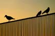 Sunset Birds, Second Beach Pool