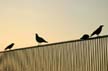 Seconed Beach Pool Birds, Canada Stock Photographs