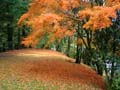 Fall Scenes, Canada Stock Photos